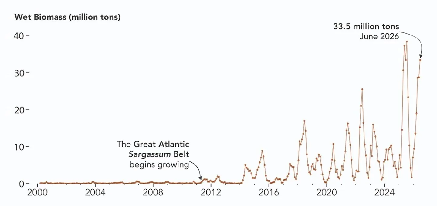 Gráfica de la serie histórica de biomasa de sargazo en el Atlántico tropical medida por satélite, mostrando el crecimiento desde 2011.